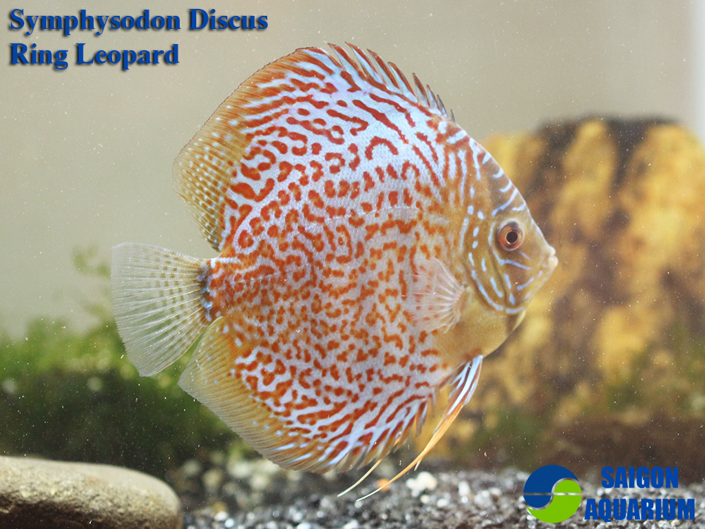 High Quality Healthy Discus Fish and Altum Angelfish for sale online |  Specialized Discus Fish Store in Las Vegas, Nevada, United States