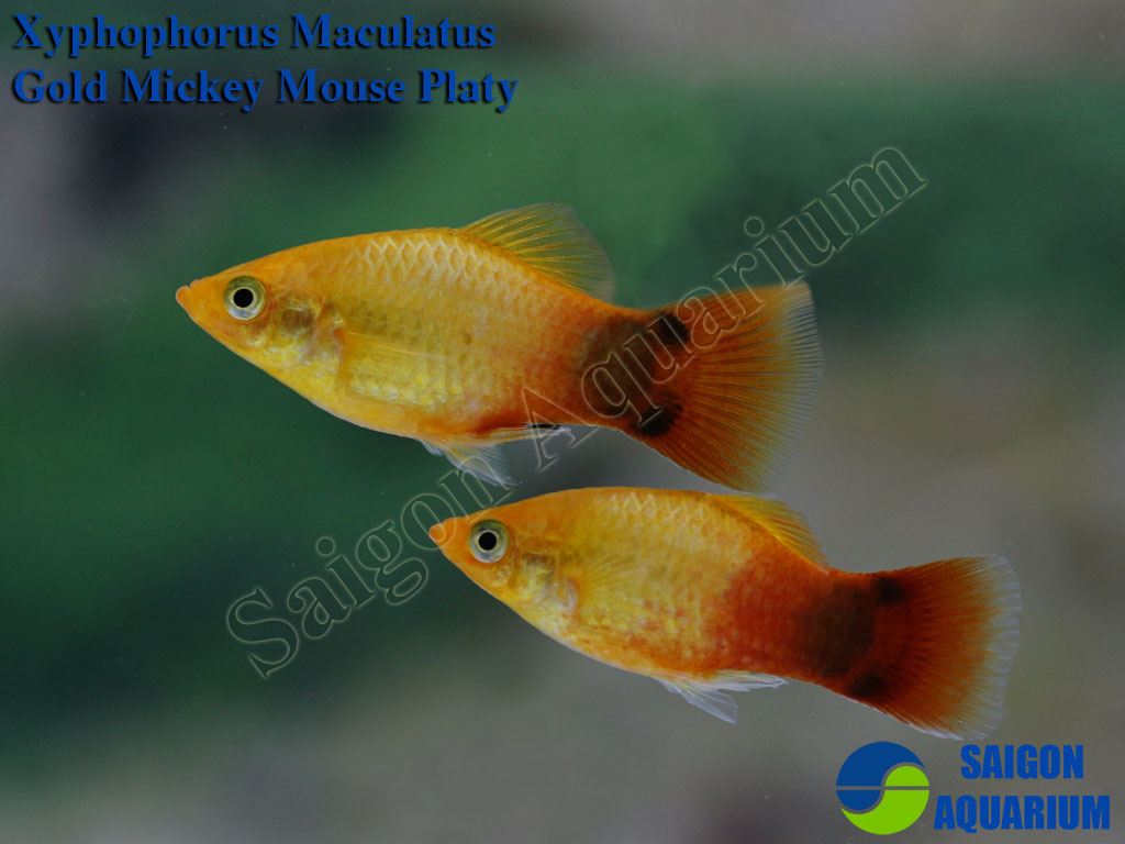 mickey mouse platy female