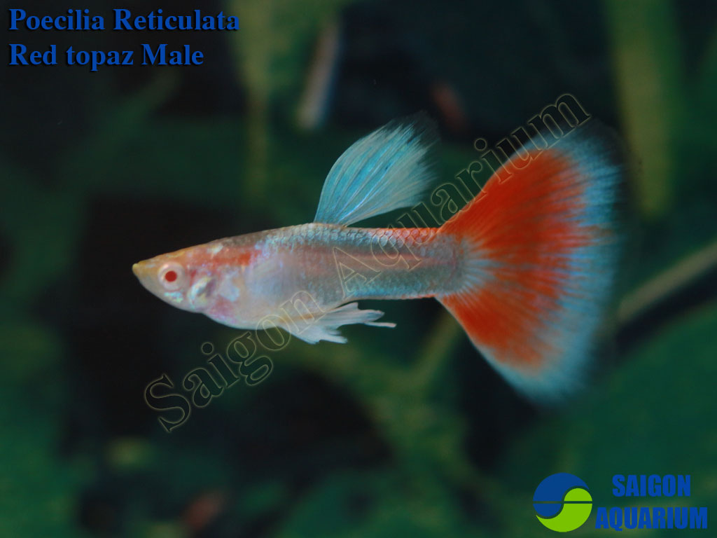 red topaz guppy