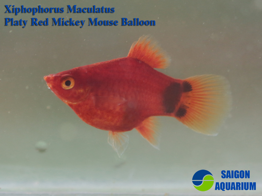 High Fin Red Wag Platy Xiphophorus Maculatus Mickey Mouse Platy Aquarium  Fish Stock Image - Image of nature, aquatic: 178801773